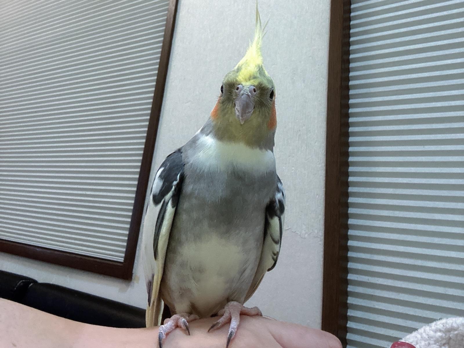 ごんちゃん ごんちゃん