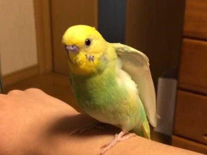 ぴーちゃん ぴーちゃん