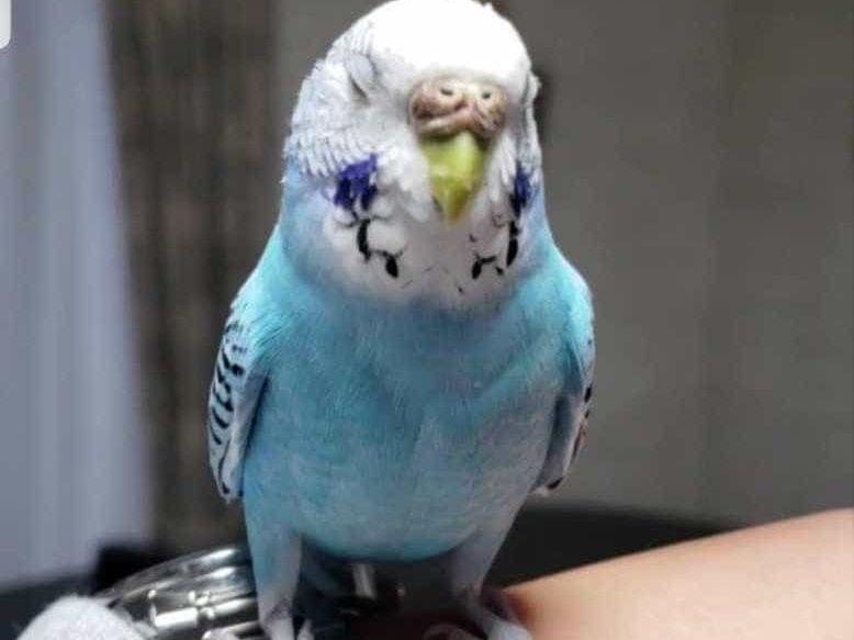 ジルちゃん ジルちゃん