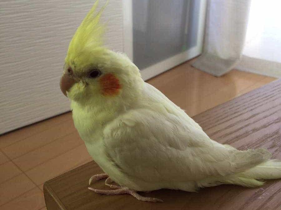 カイちゃん カイちゃん