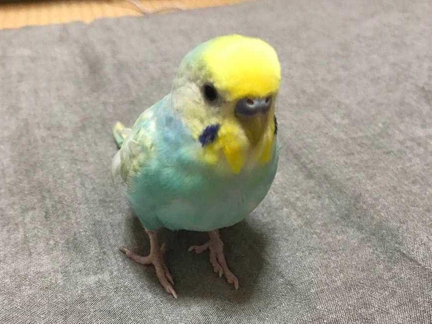 ぴーちゃん ぴーちゃん