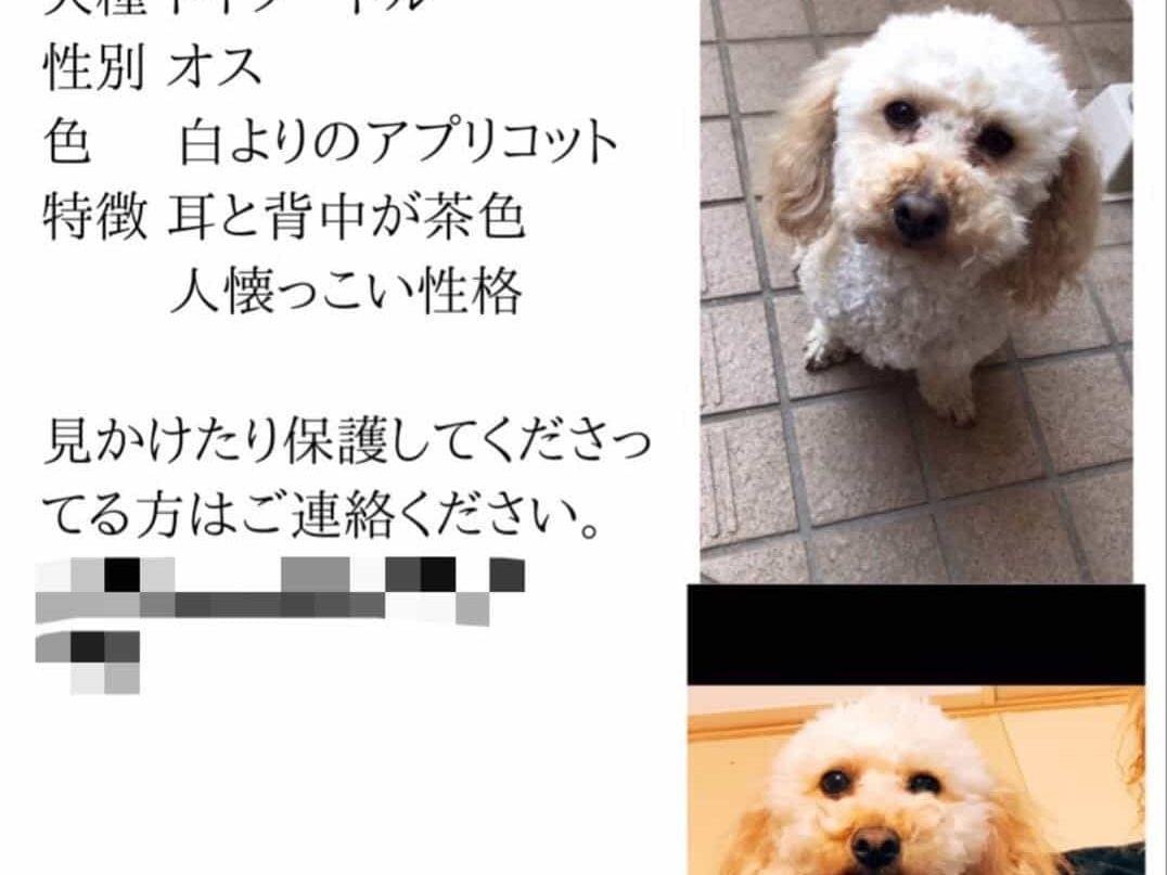 ぷうちゃん ぷうちゃん