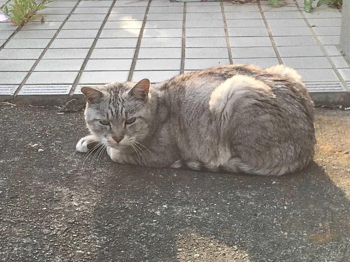 目撃された猫 目撃された猫