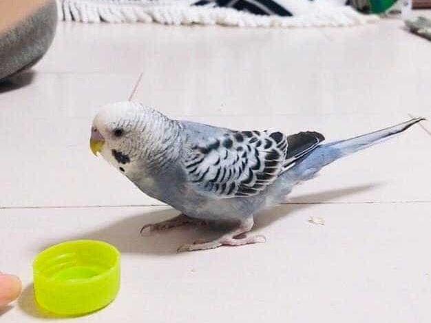 ボスちゃん ボスちゃん