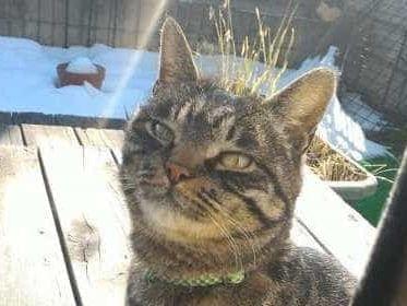 保護された猫 保護された猫