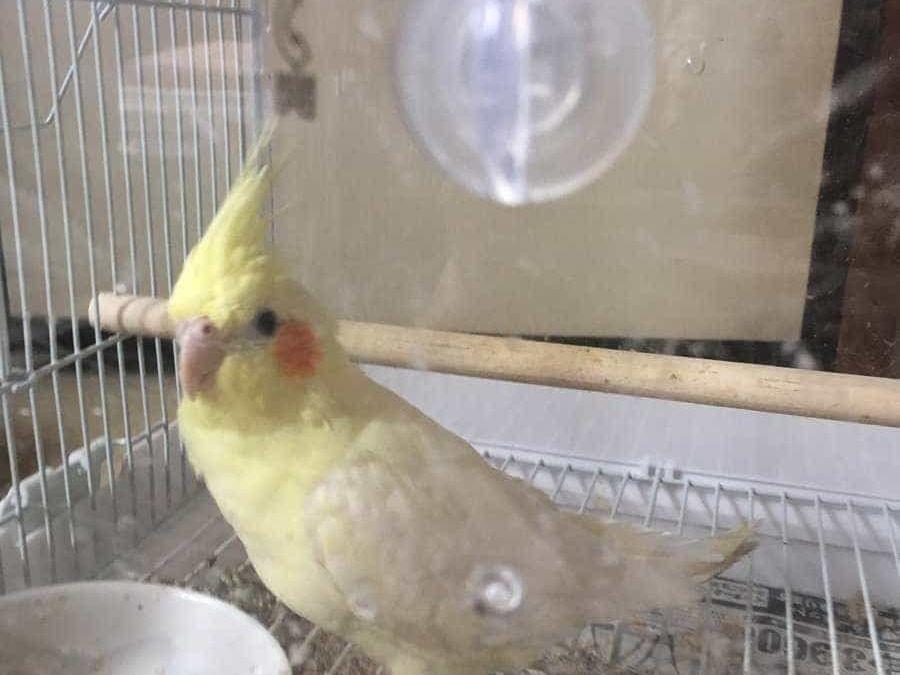 ピーちゃん ピーちゃん