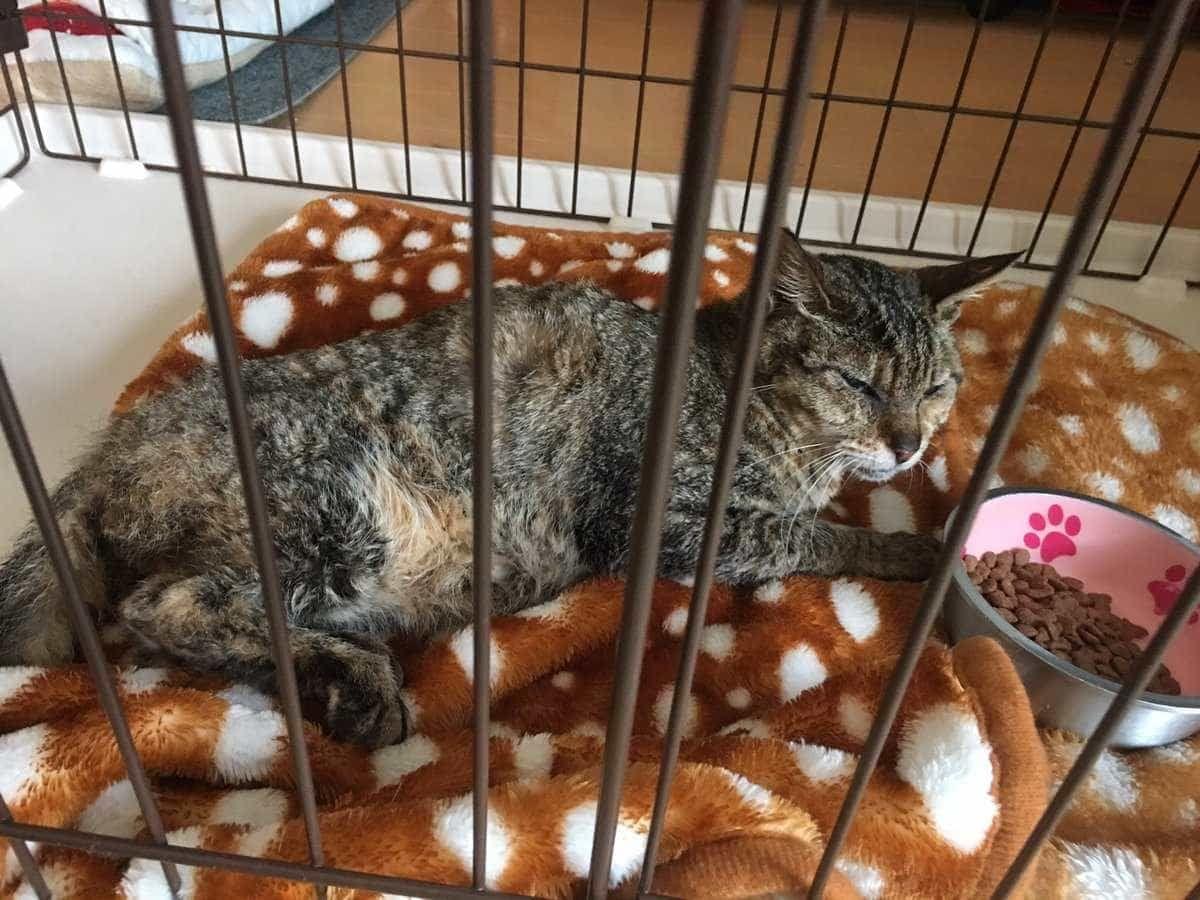 保護された猫 保護された猫