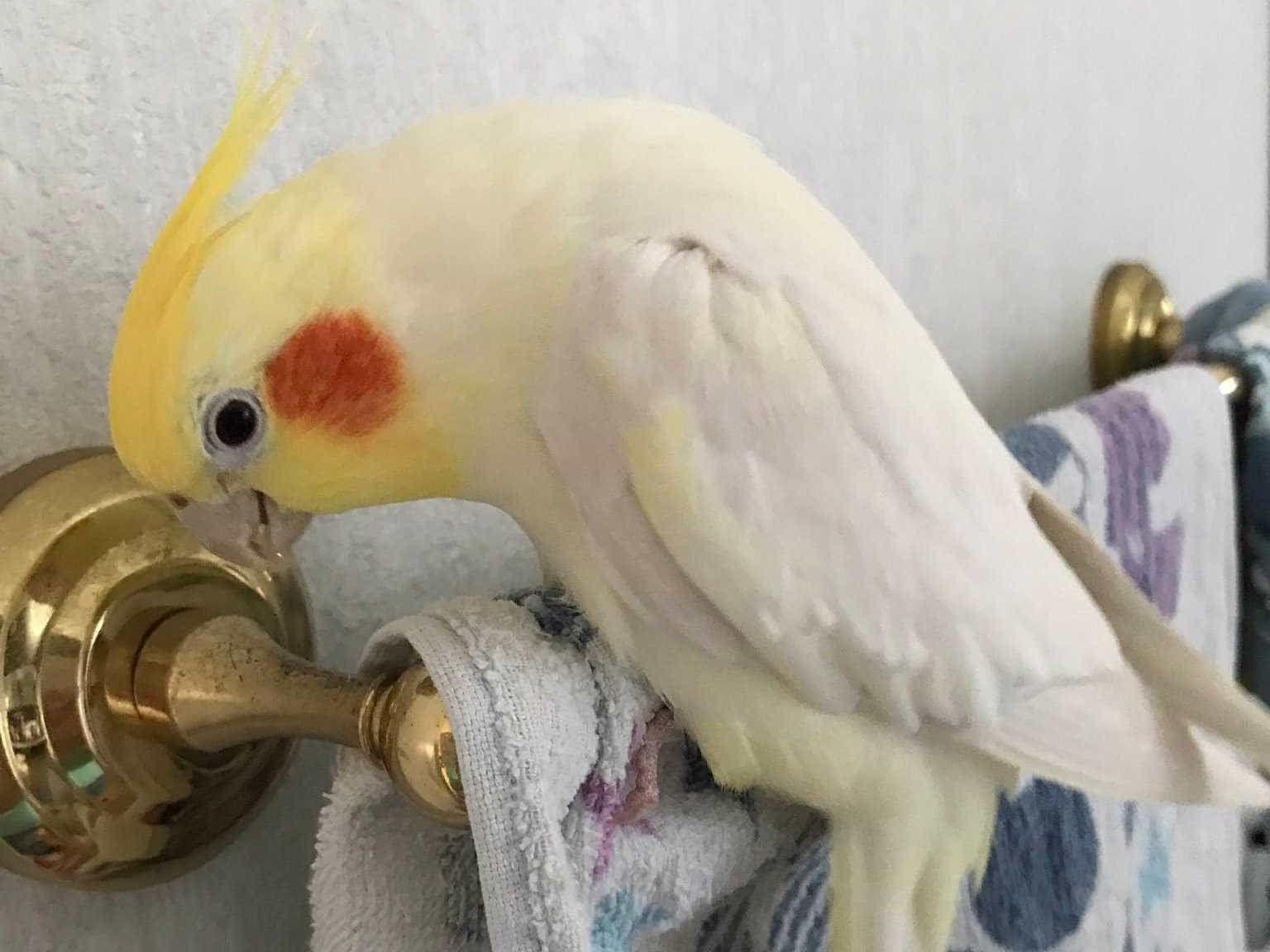 ピースケちゃん ピースケちゃん