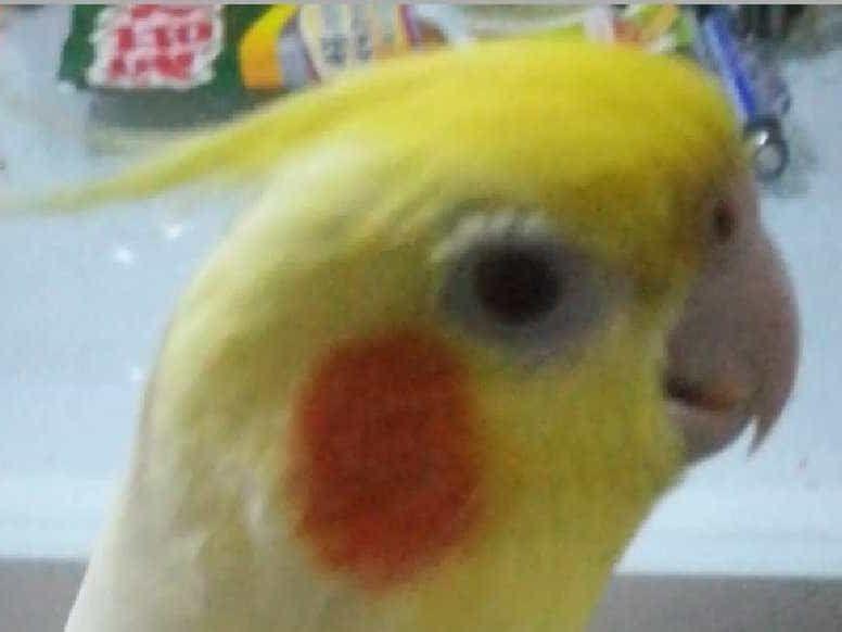 ピノちゃん ピノちゃん