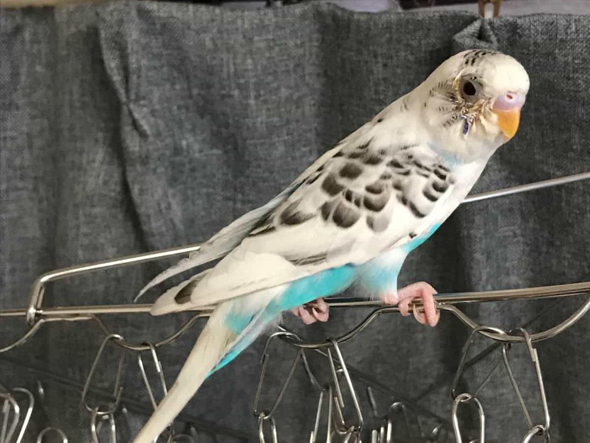 保護された鳥 保護された鳥
