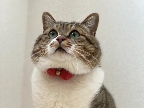 たぬちゃん たぬちゃん