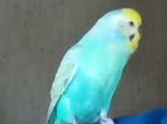 ピーちゃん ピーちゃん
