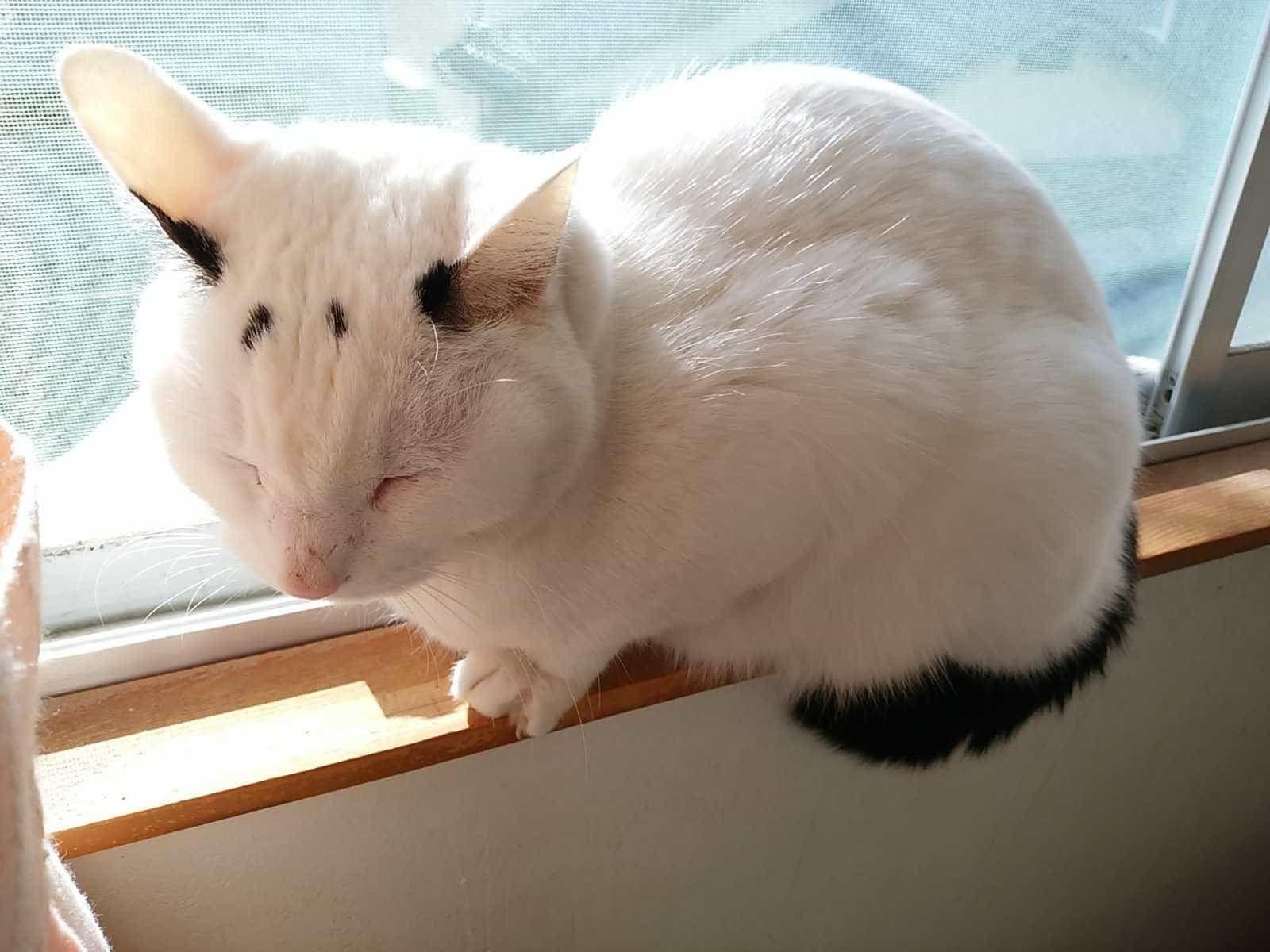 ペットちゃん ペットちゃん