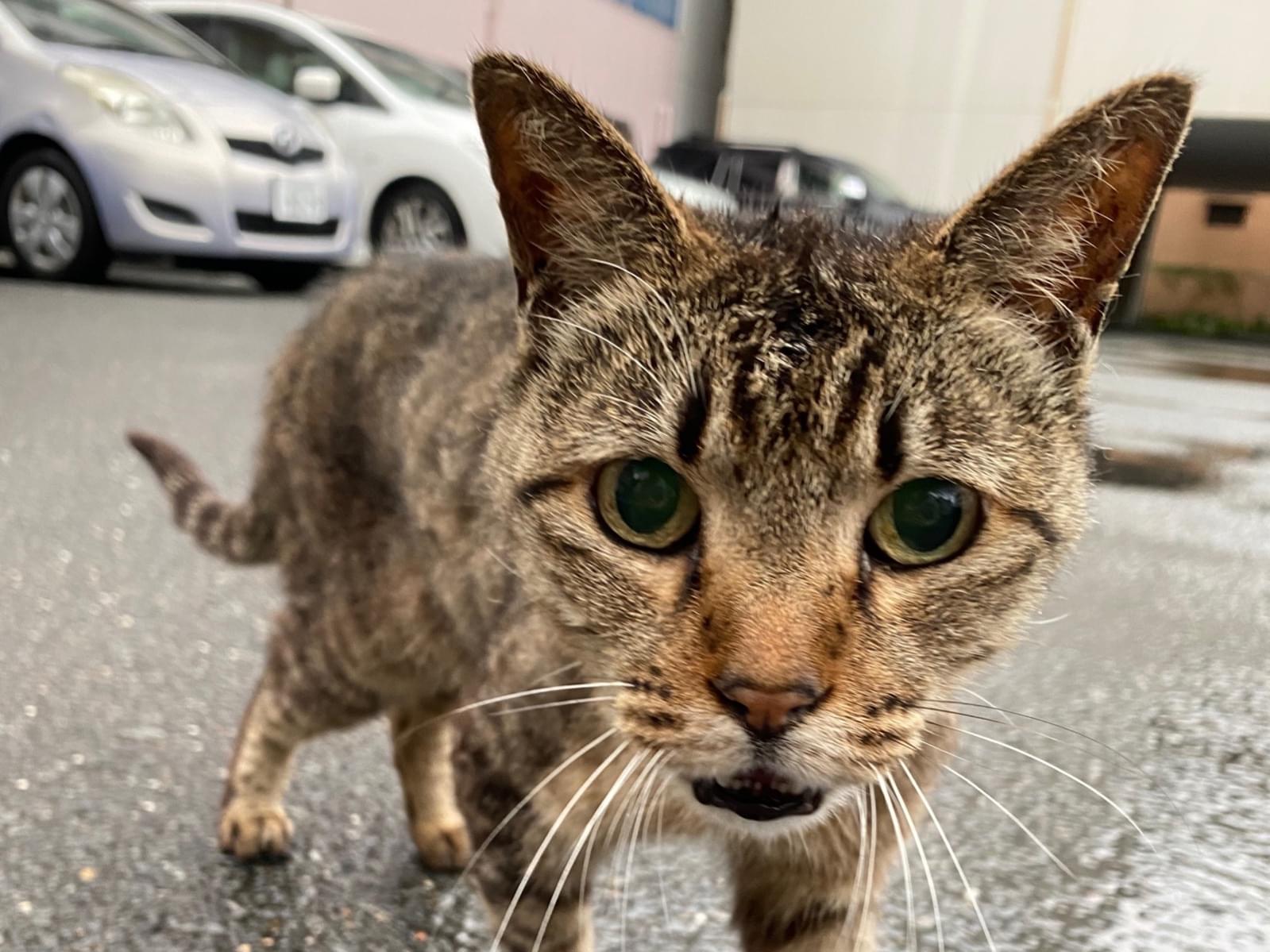 目撃された猫 目撃された猫