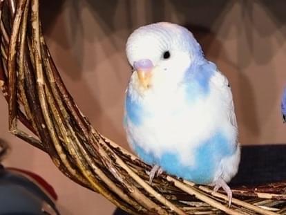 テンちゃん テンちゃん