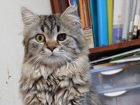 ゾロちゃん ゾロちゃん