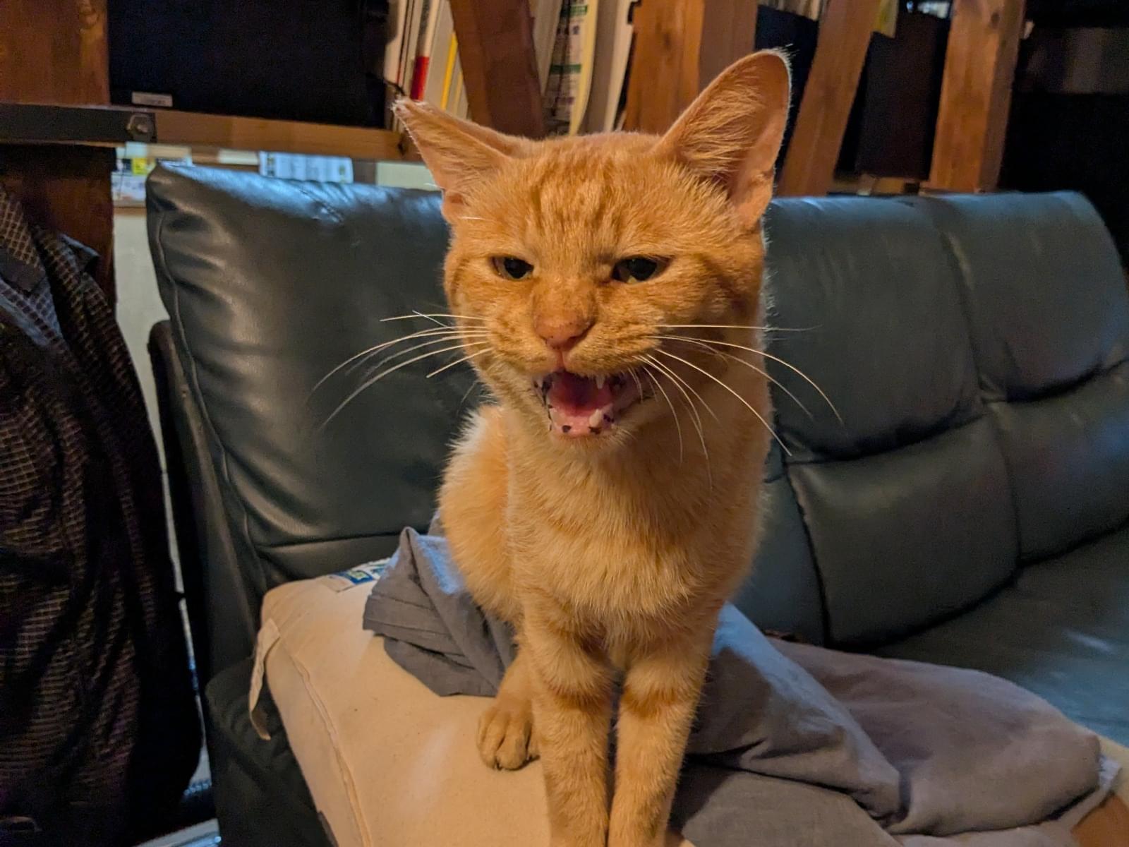 保護された猫 保護された猫