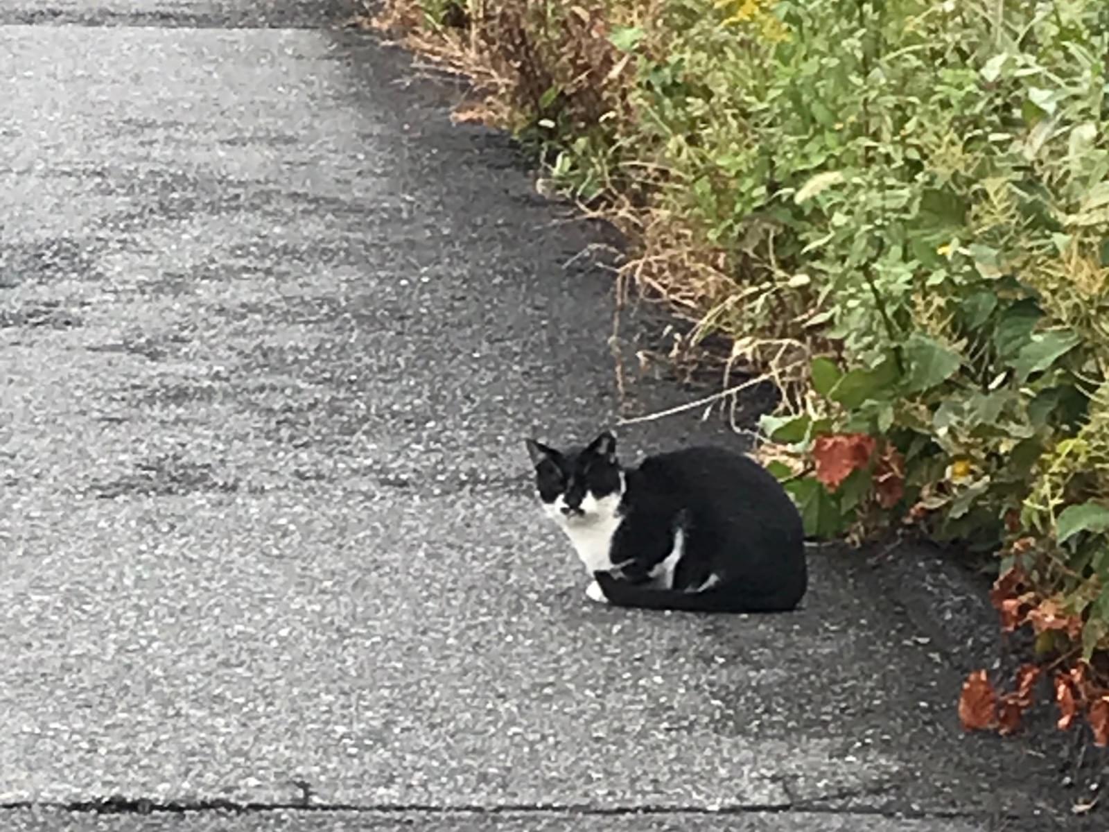 目撃された猫 目撃された猫