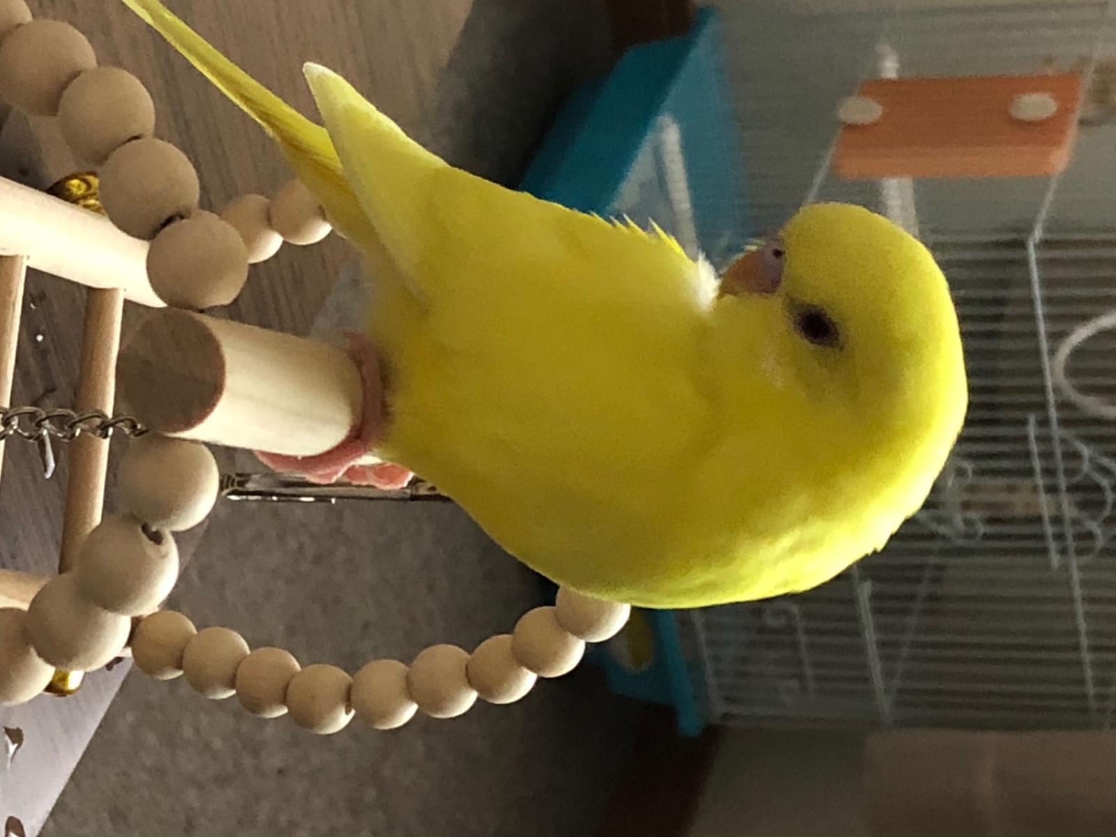 コハクちゃん コハクちゃん