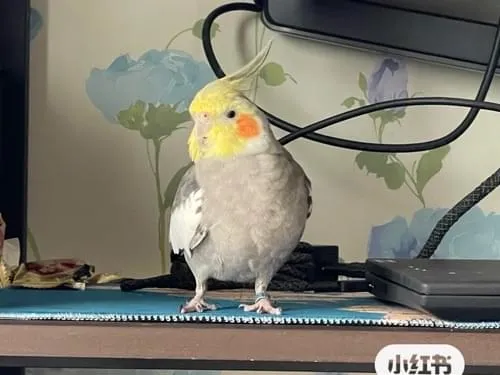 オカメインコNSPB188