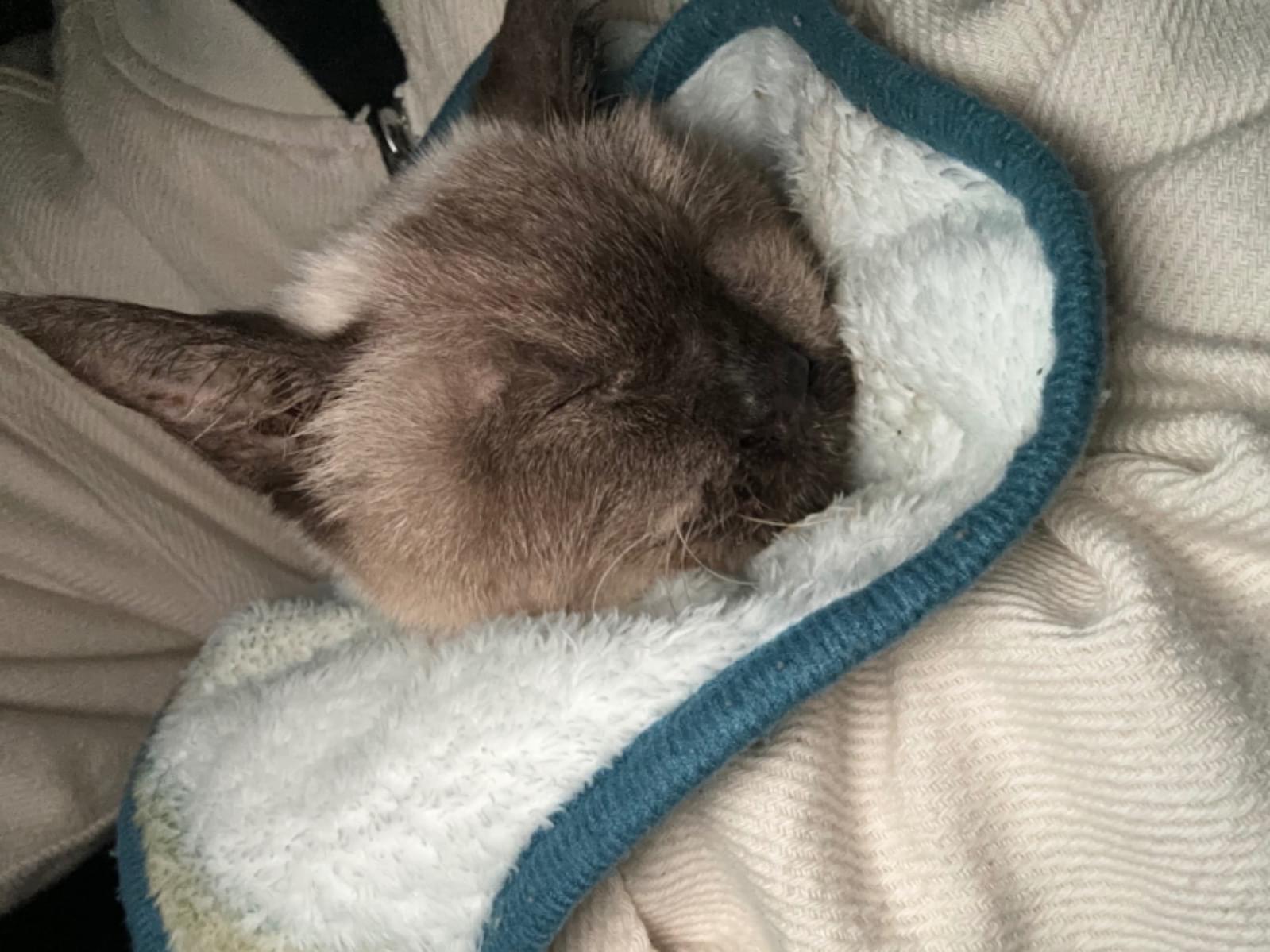 目撃された猫 目撃された猫