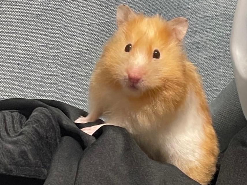 ポテちゃん ポテちゃん