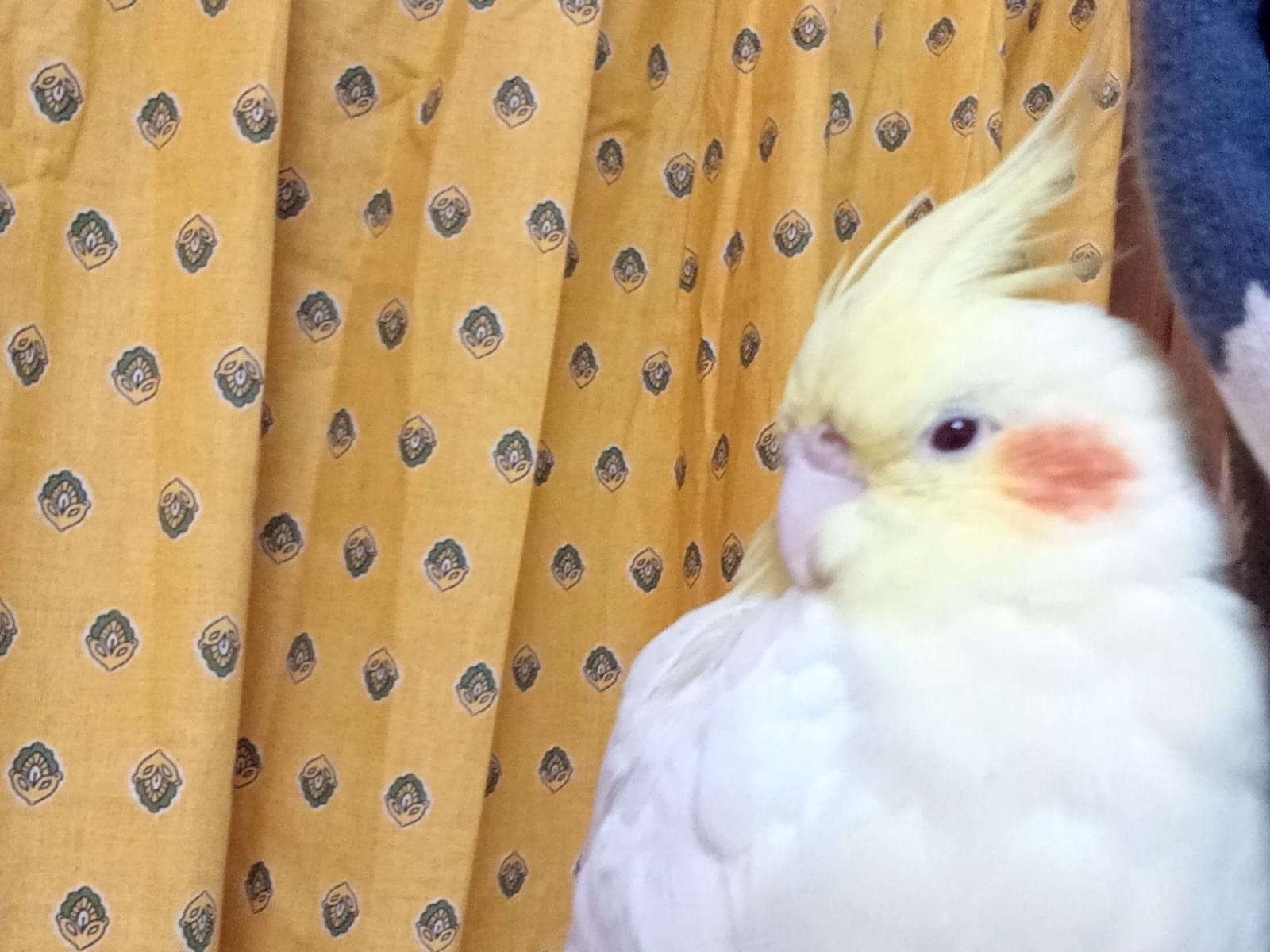 かめちゃん かめちゃん