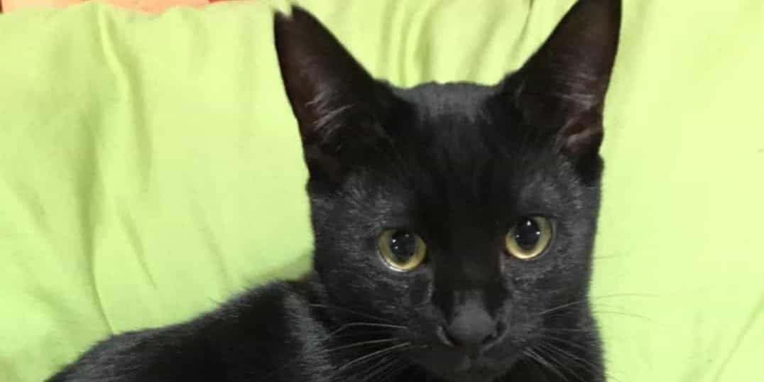 右耳に浅めのサクラカットがある黒猫を探してます。