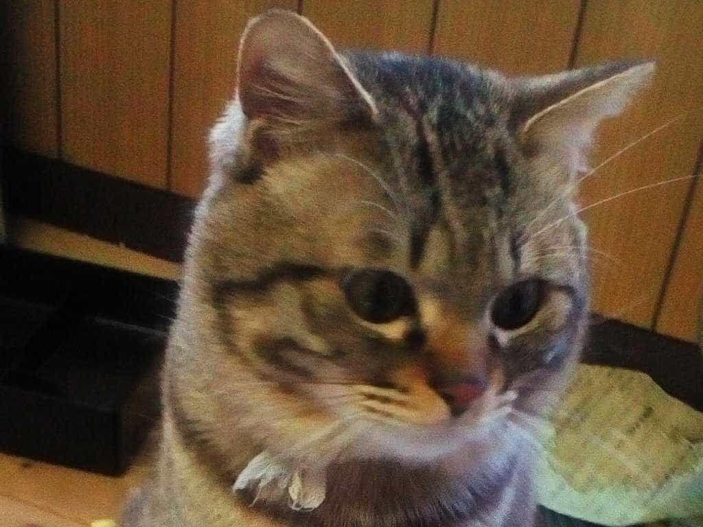 とらちゃん とらちゃん