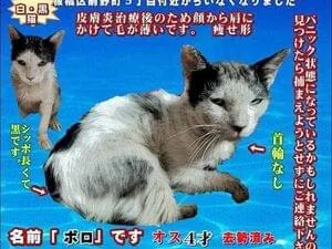痩せ型で白黒ハチワレの猫を探してます