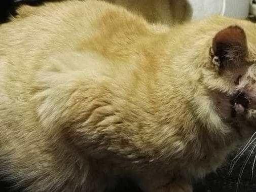 トラちゃん トラちゃん