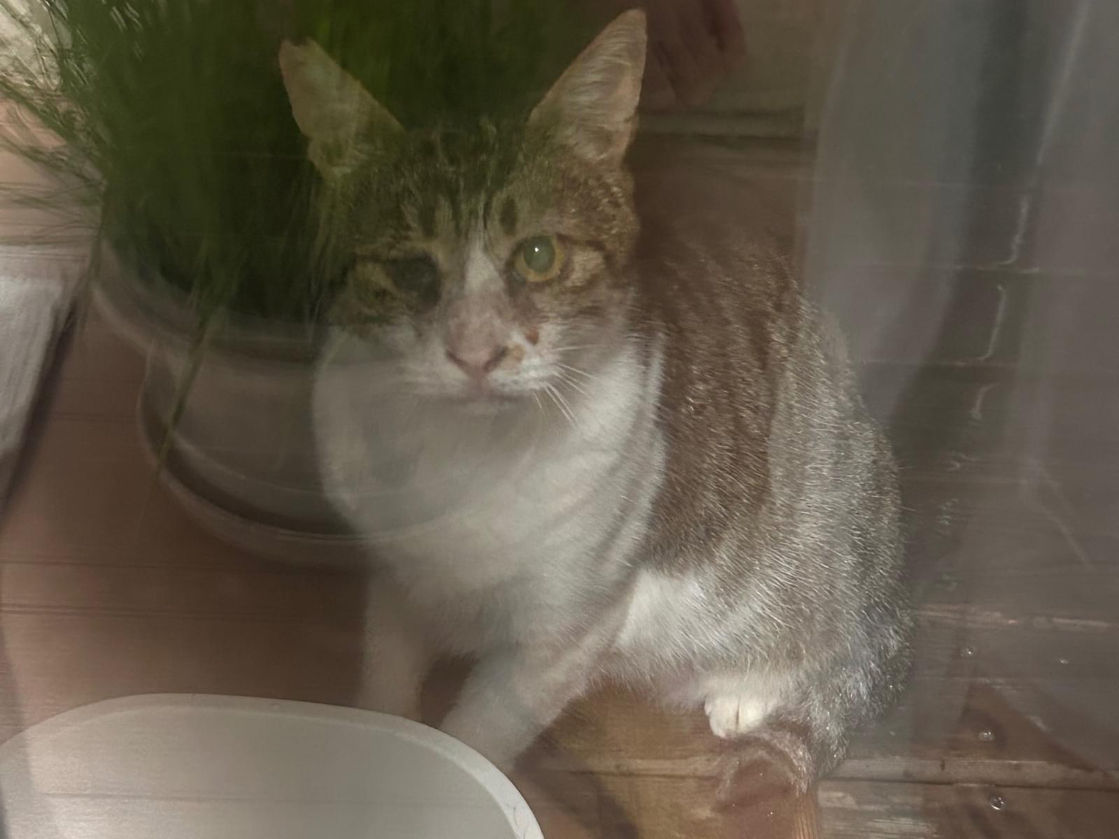 目撃された猫 目撃された猫