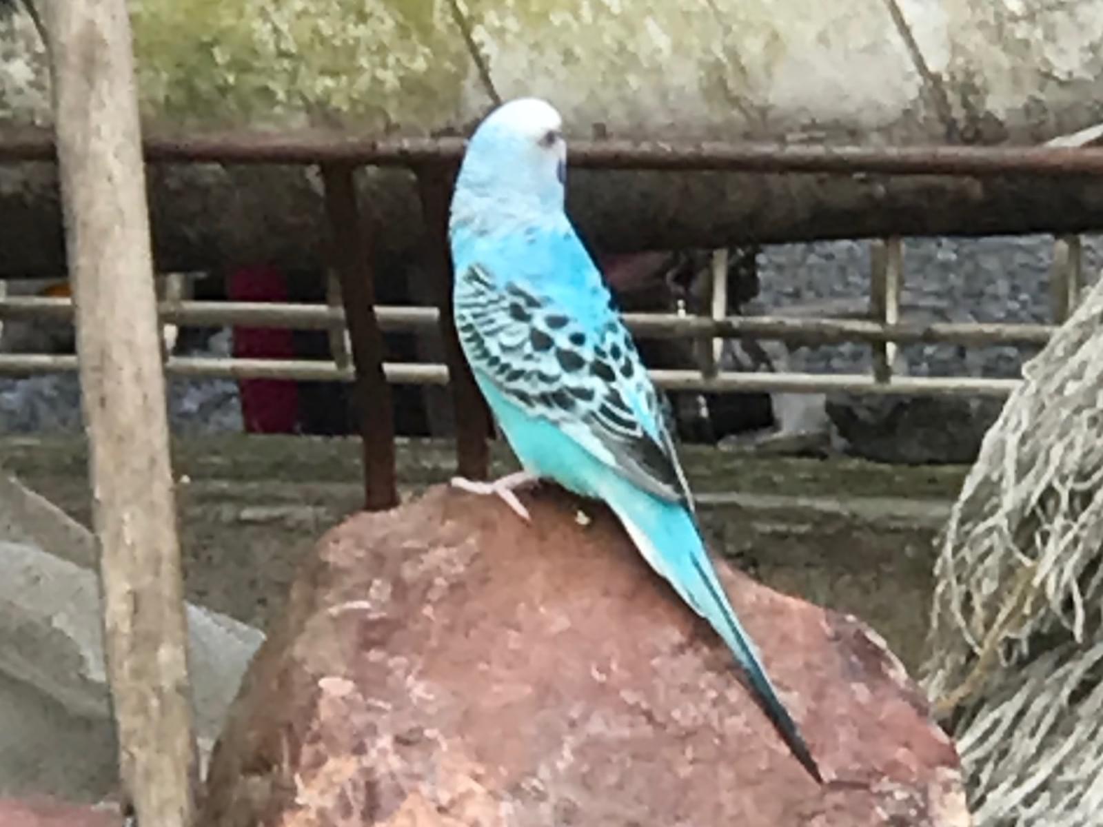 目撃された鳥 目撃された鳥