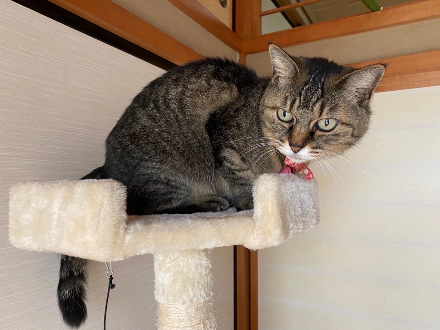 ぴんちゃん ぴんちゃん