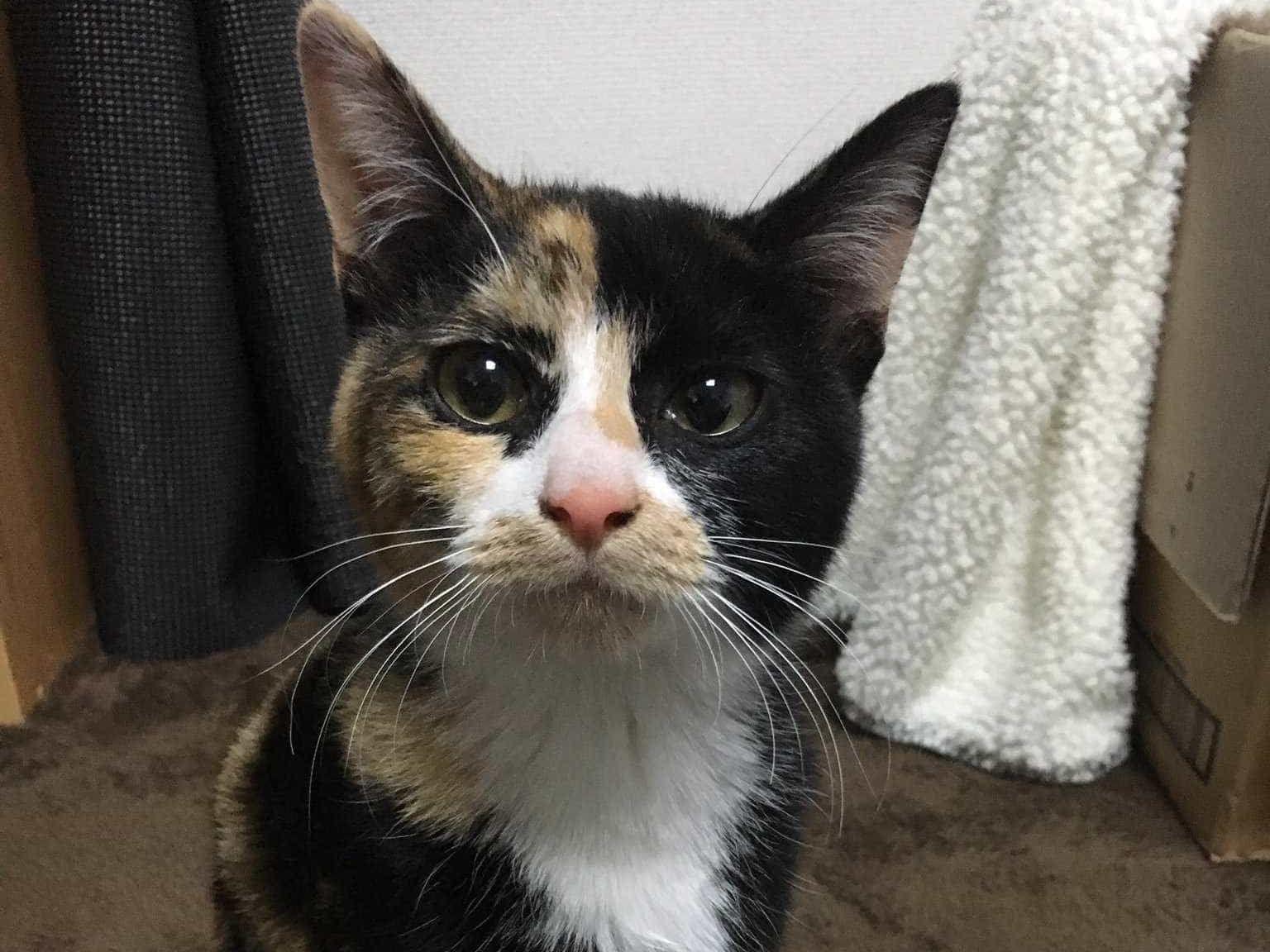 保護された猫 保護された猫
