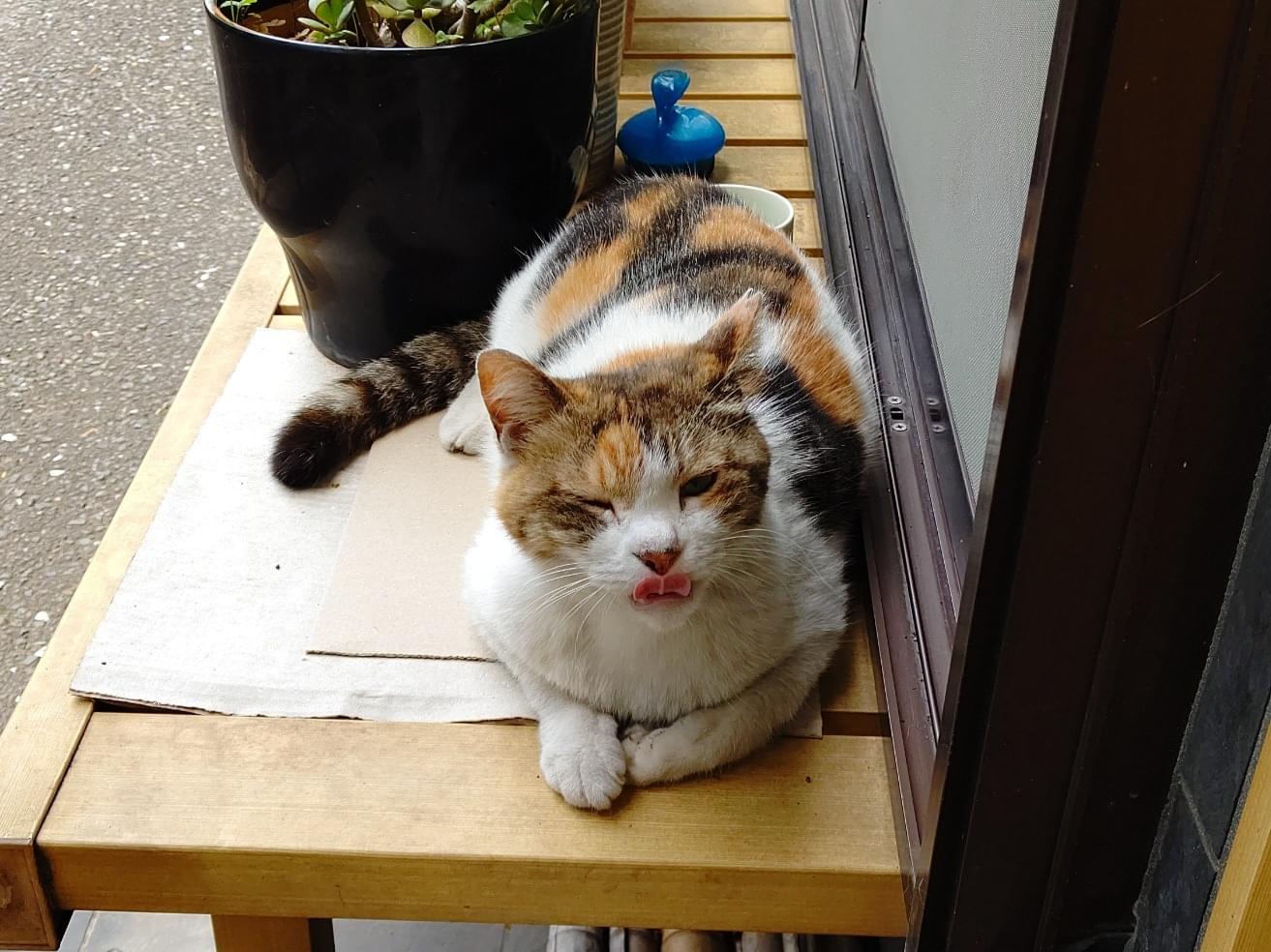 はなちゃん