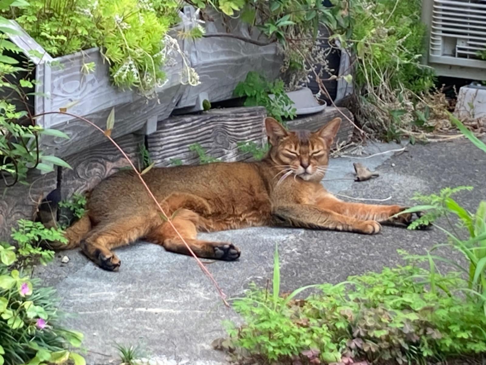 目撃された猫 目撃された猫