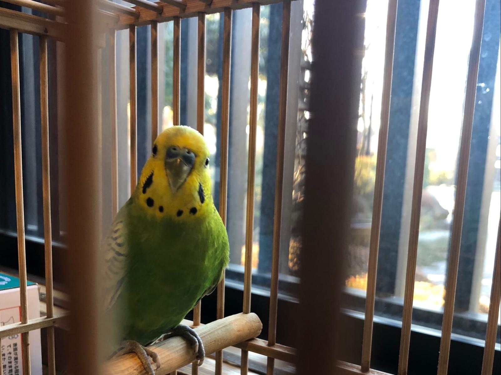 保護された鳥 保護された鳥