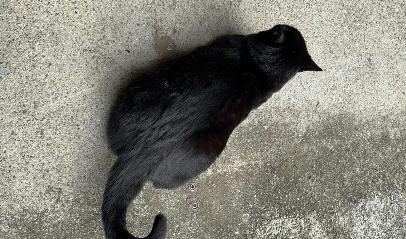 貝塚市:黒猫を探しています!
