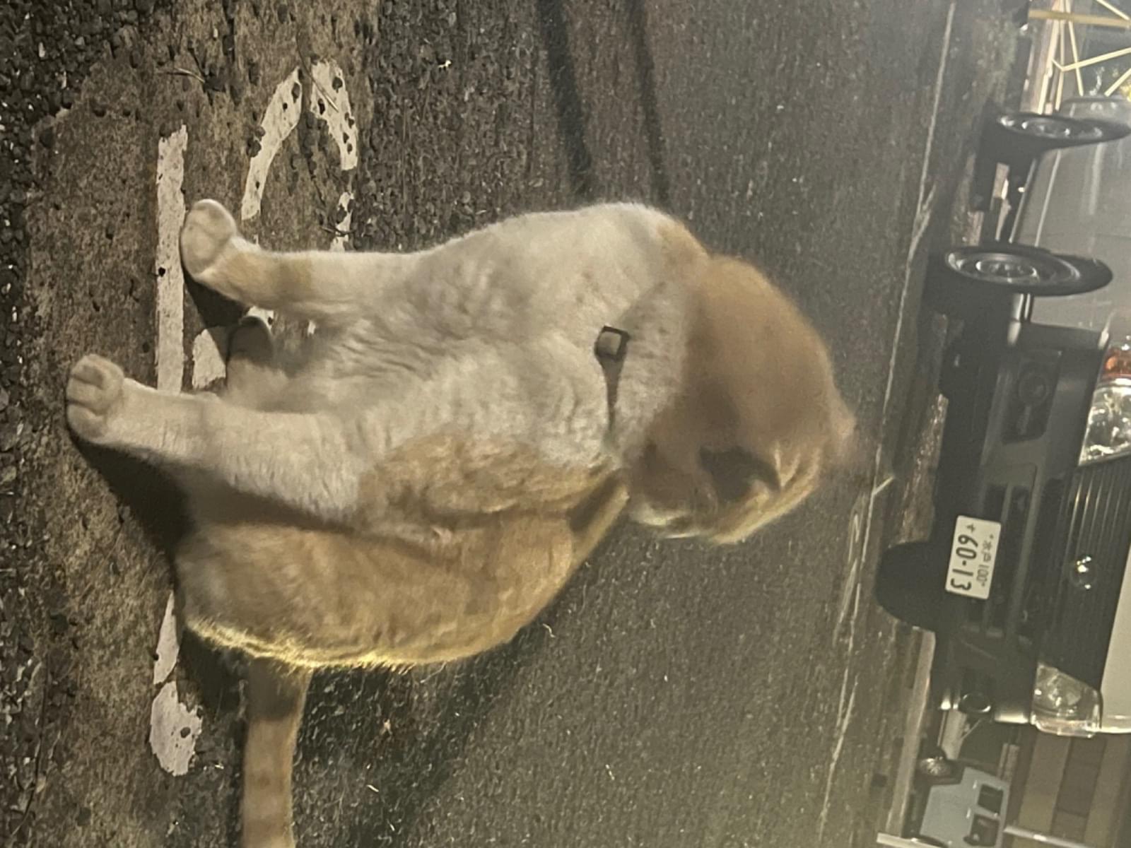 目撃された猫 目撃された猫