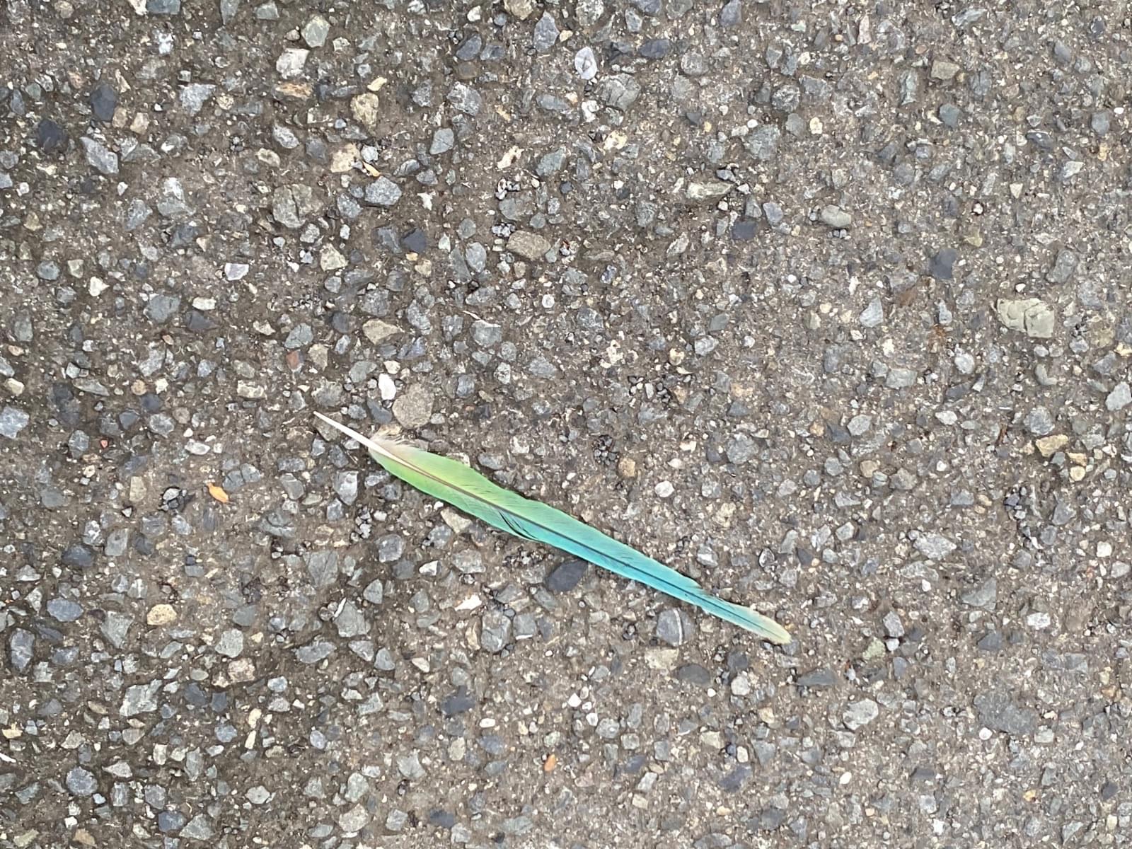 目撃された鳥 目撃された鳥