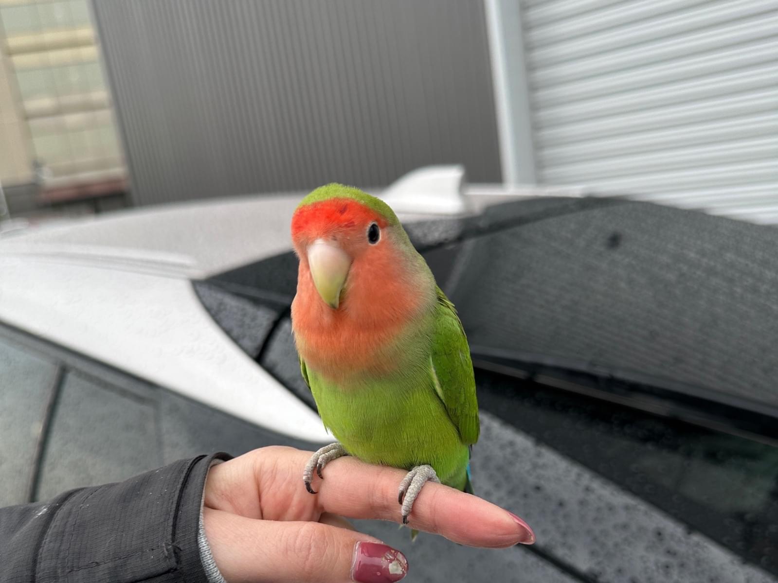 保護された鳥 保護された鳥