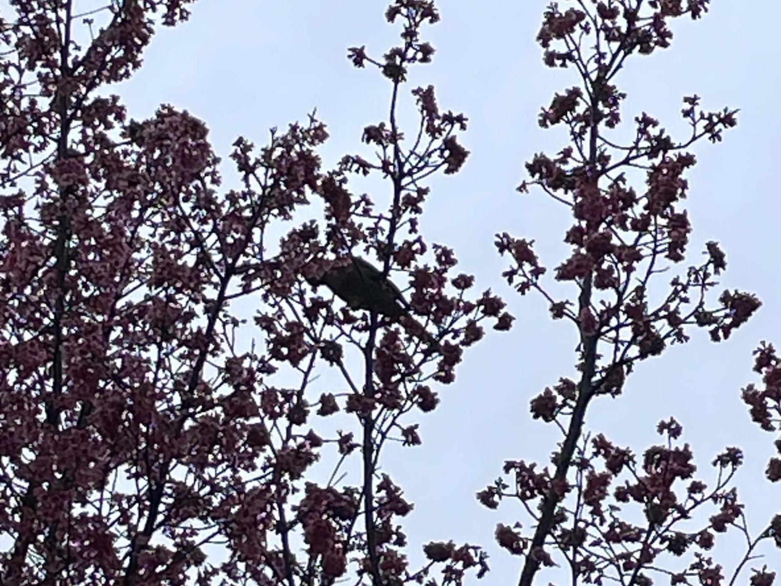 目撃された鳥 目撃された鳥