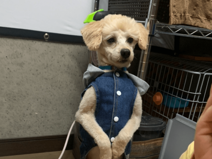 ミソちゃん ミソちゃん