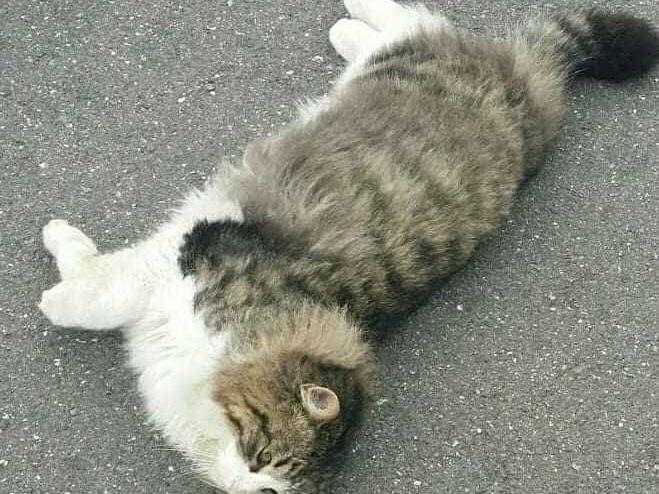 保護された猫 保護された猫