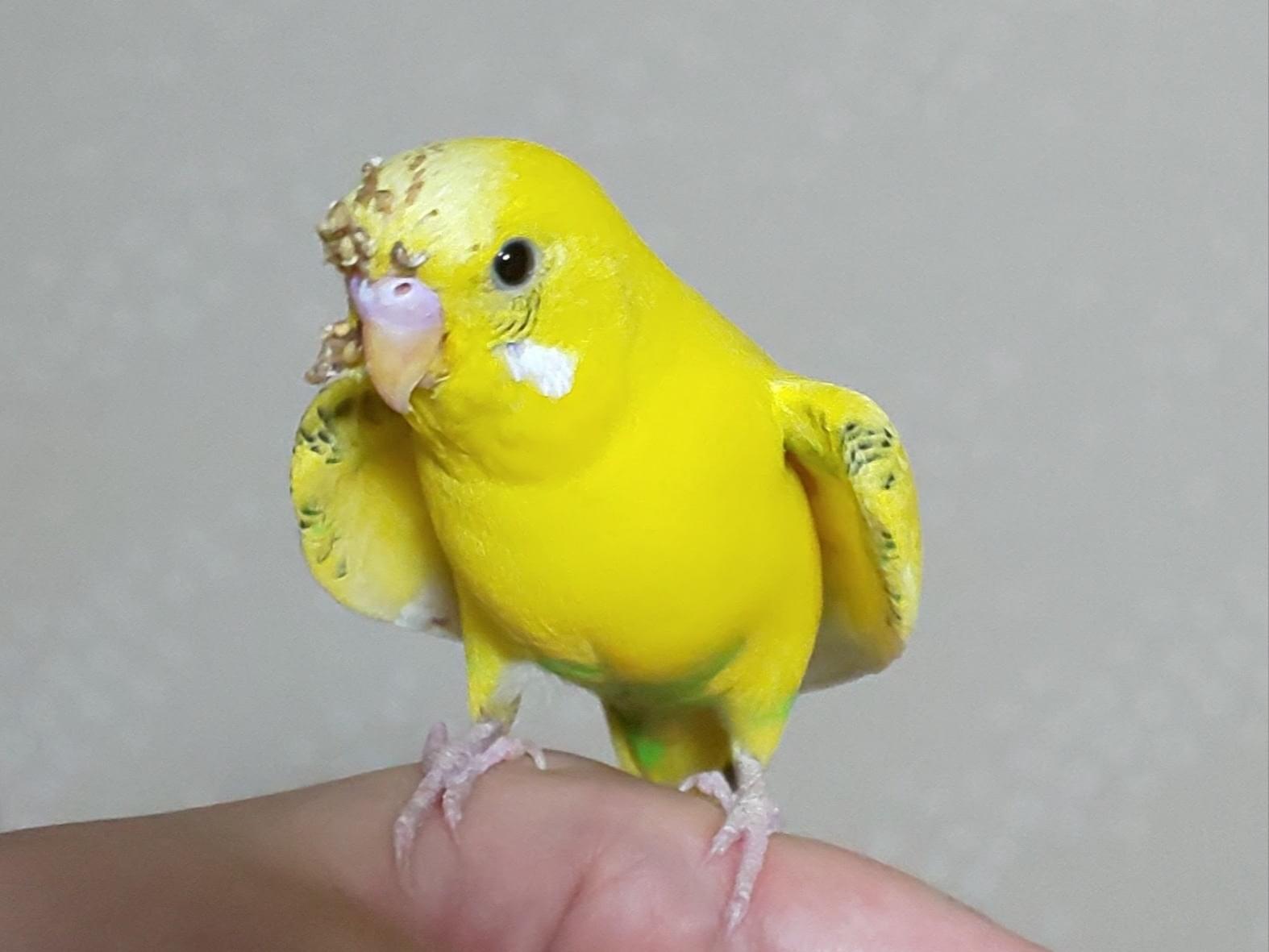 ぴーちゃん ぴーちゃん