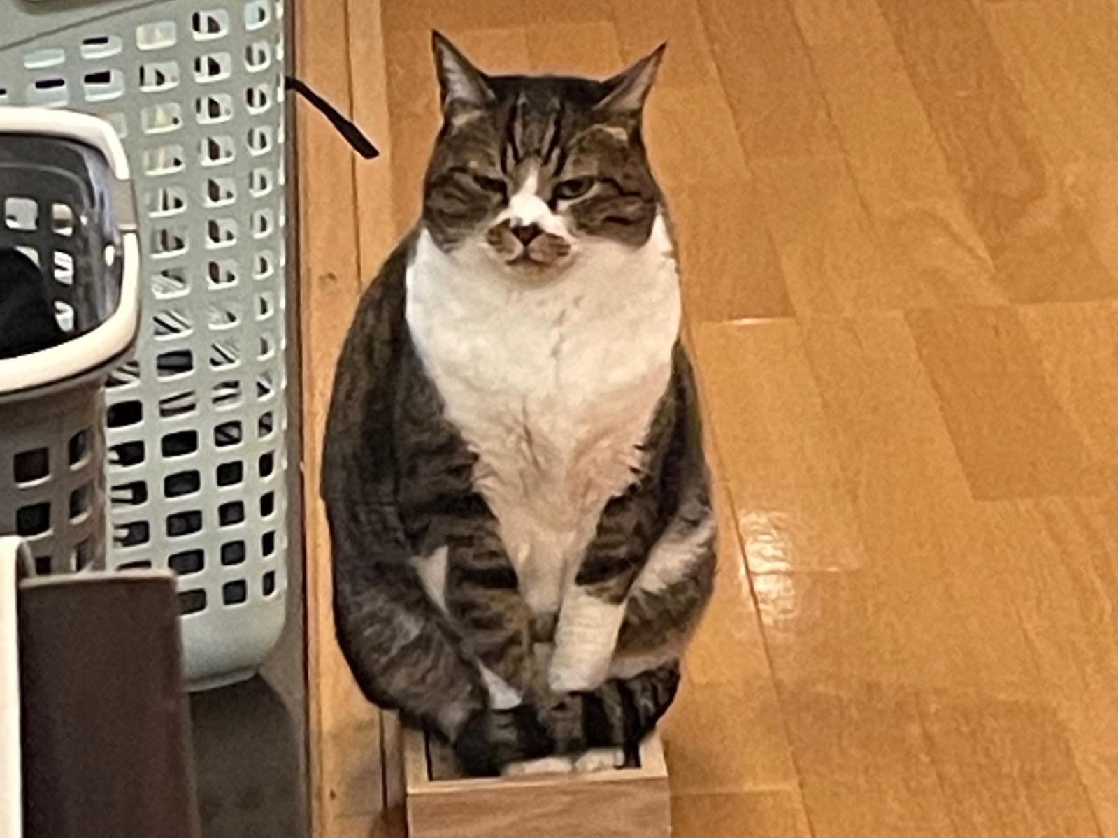 じゃこちゃん じゃこちゃん