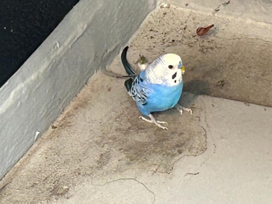 目撃された鳥 目撃された鳥