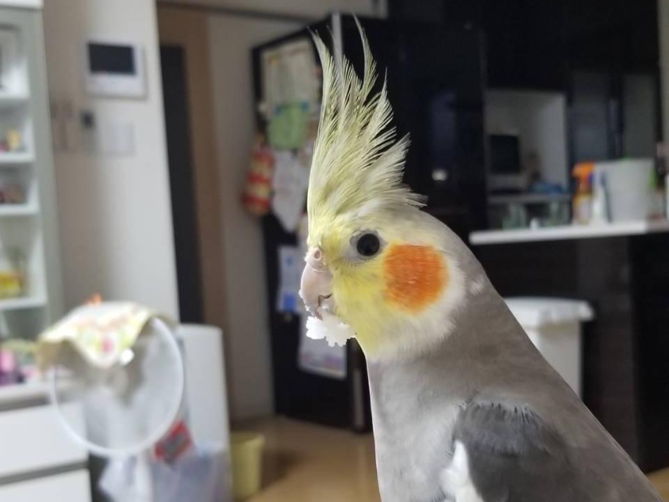 ぴーちゃん ぴーちゃん