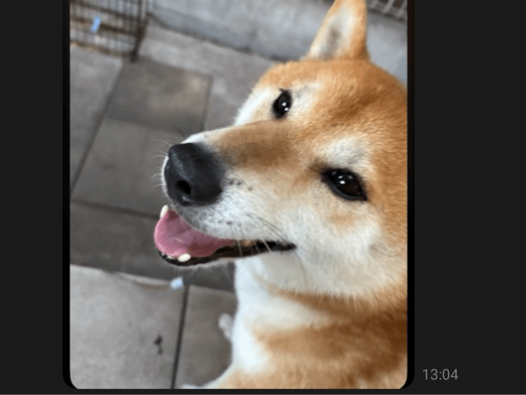 てんちゃん てんちゃん